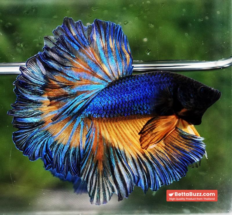 Betta fish Blue Mustard Gas Classic Rosetail OHM - Image 3