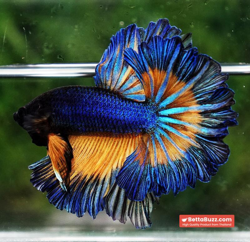 Betta fish Blue Mustard Gas Classic Rosetail OHM - Image 4