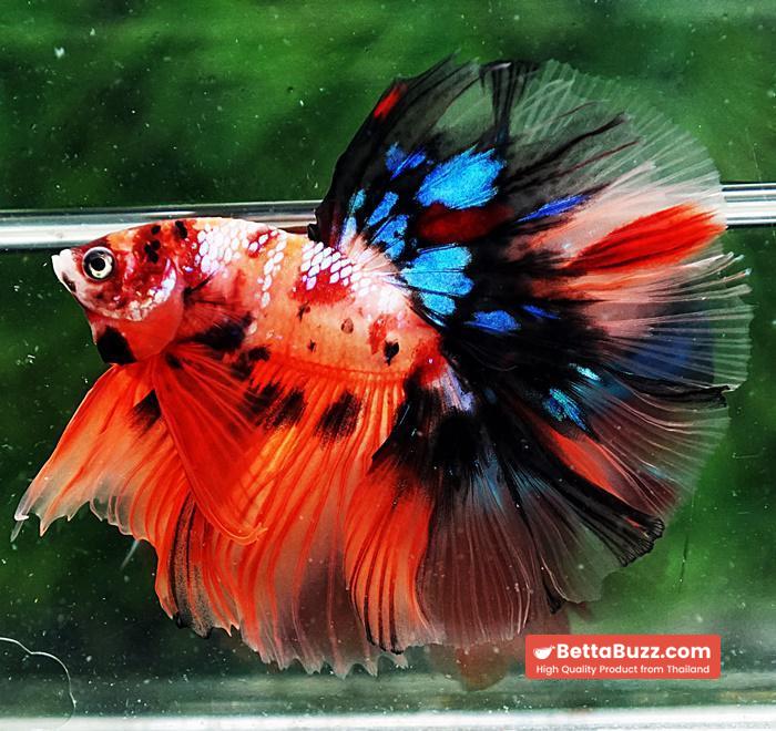Betta fish OHM Candy Nemo Galaxy - Image 4