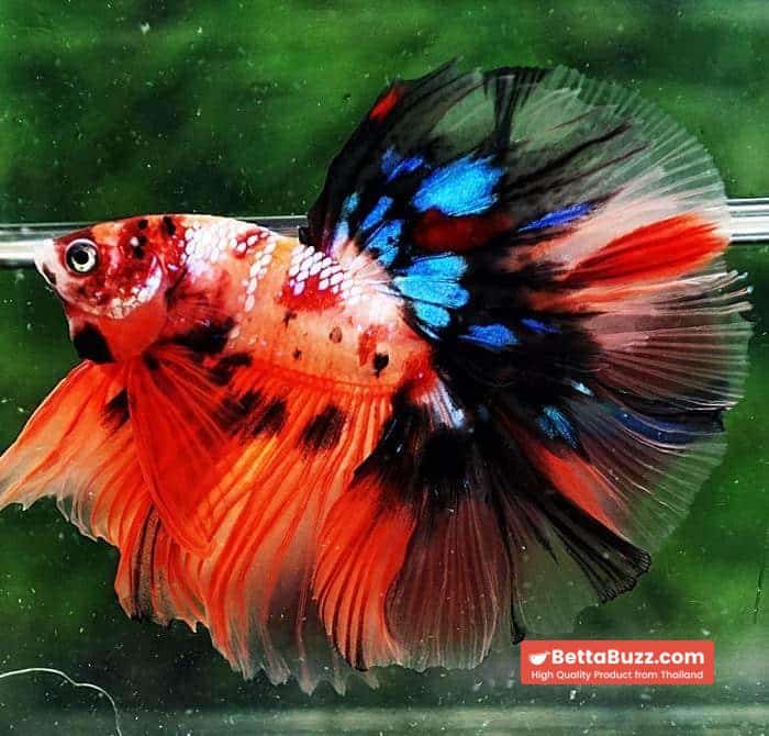 Betta fish OHM Candy Nemo Galaxy - Image 2