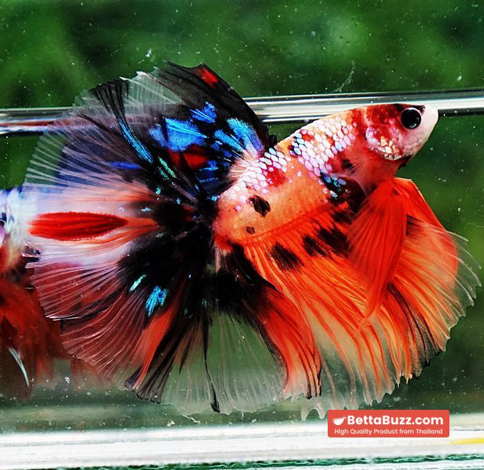 Betta fish OHM Candy Nemo Galaxy - Image 3