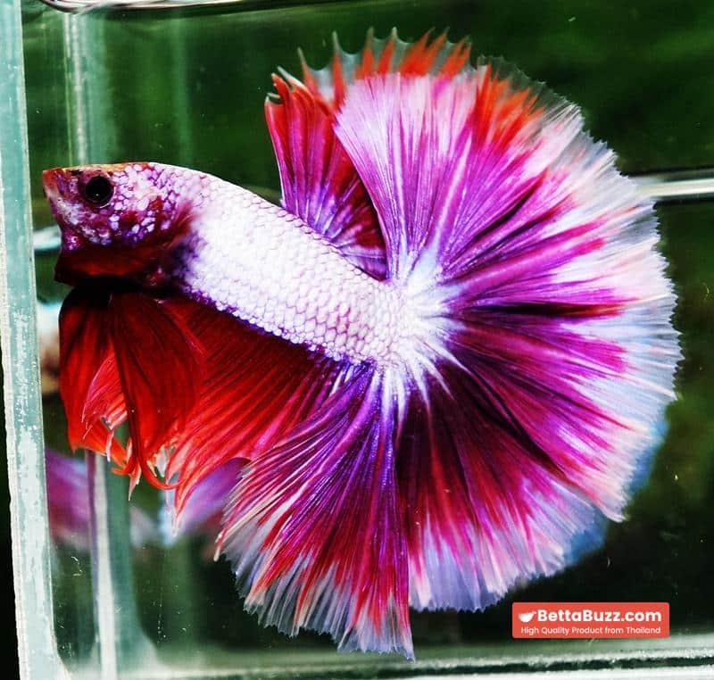 Betta fish OHM Prince Lavender Snow Sky Hawk - Image 2