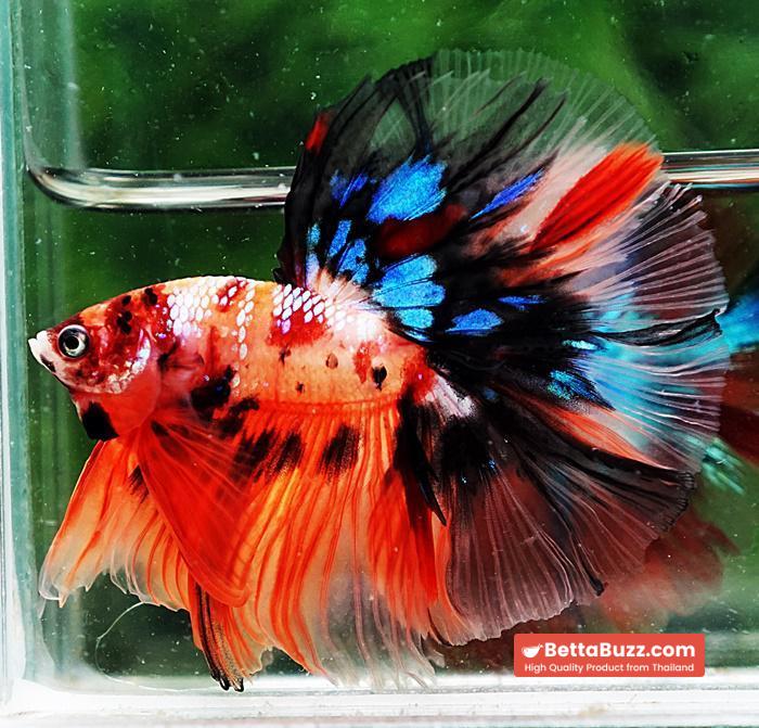 Betta fish OHM Candy Nemo Galaxy - Image 5