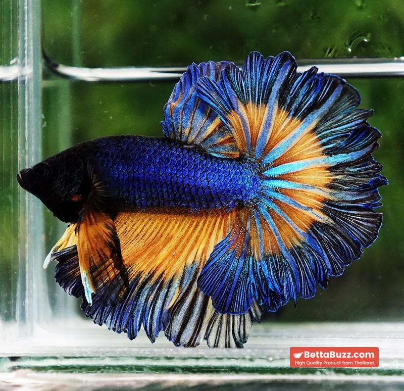 Betta fish Blue Mustard Gas Classic Rosetail OHM - Image 8