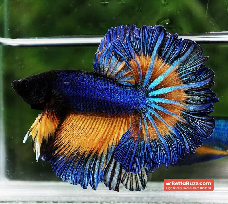 Betta fish Blue Mustard Gas Classic Rosetail OHM - Image 2