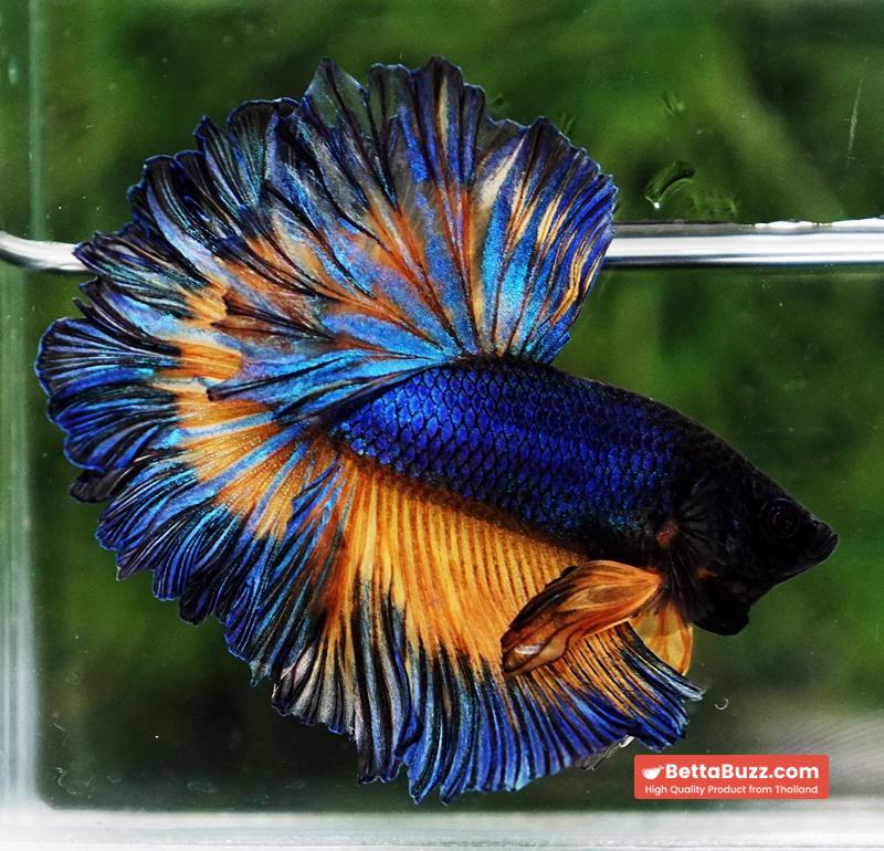Betta fish Blue Mustard Gas Classic Rosetail OHM - Image 5