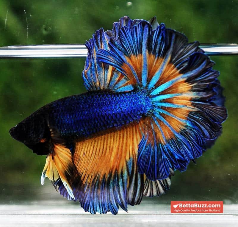 Betta fish Blue Mustard Gas Classic Rosetail OHM - Image 6