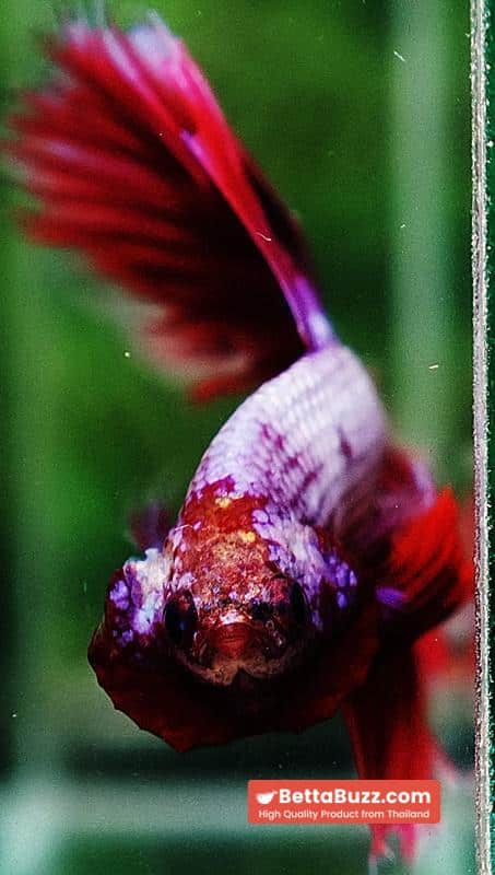 Betta fish OHM Prince Lavender Snow Sky Hawk - Image 6