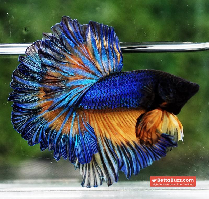 Betta fish Blue Mustard Gas Classic Rosetail OHM - Image 7