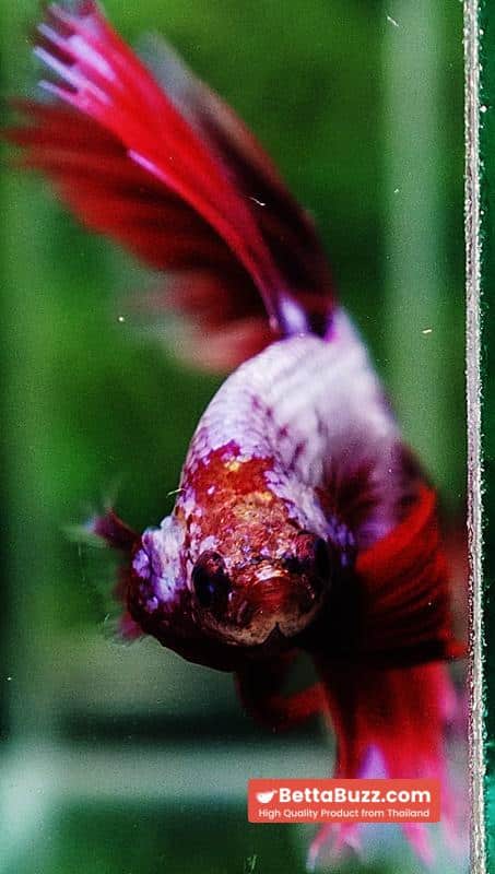 Betta fish OHM Prince Lavender Snow Sky Hawk - Image 7
