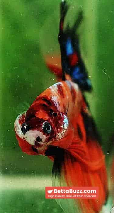 Betta fish OHM Candy Nemo Galaxy - Image 6