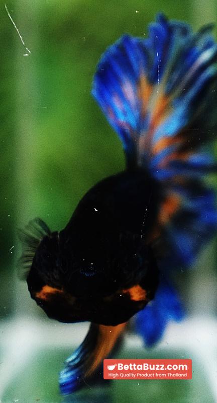 Betta fish Blue Mustard Gas Classic Rosetail OHM - Image 9