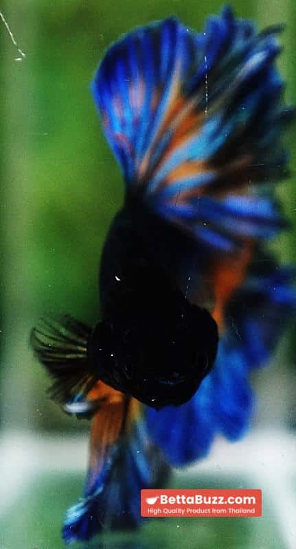Betta fish Blue Mustard Gas Classic Rosetail OHM - Image 10