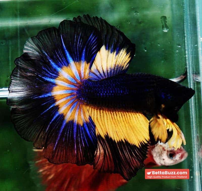 Betta fish OHM Black Blue Pumpkin Butterfly - Image 2
