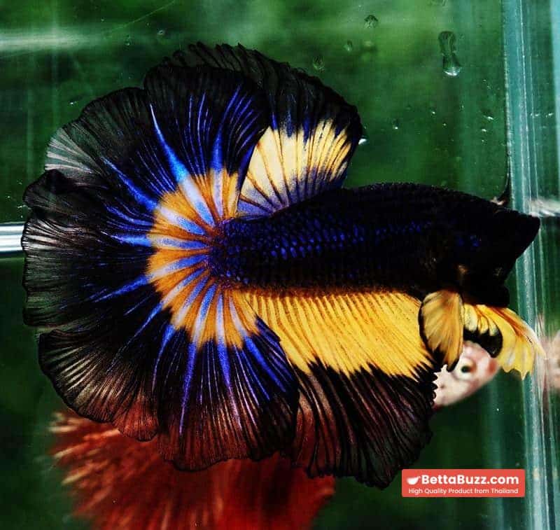 Betta fish OHM Black Blue Pumpkin Butterfly - Image 4