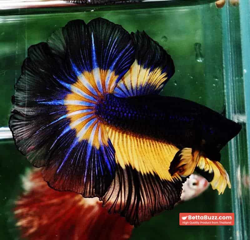 Betta fish OHM Black Blue Pumpkin Butterfly - Image 6