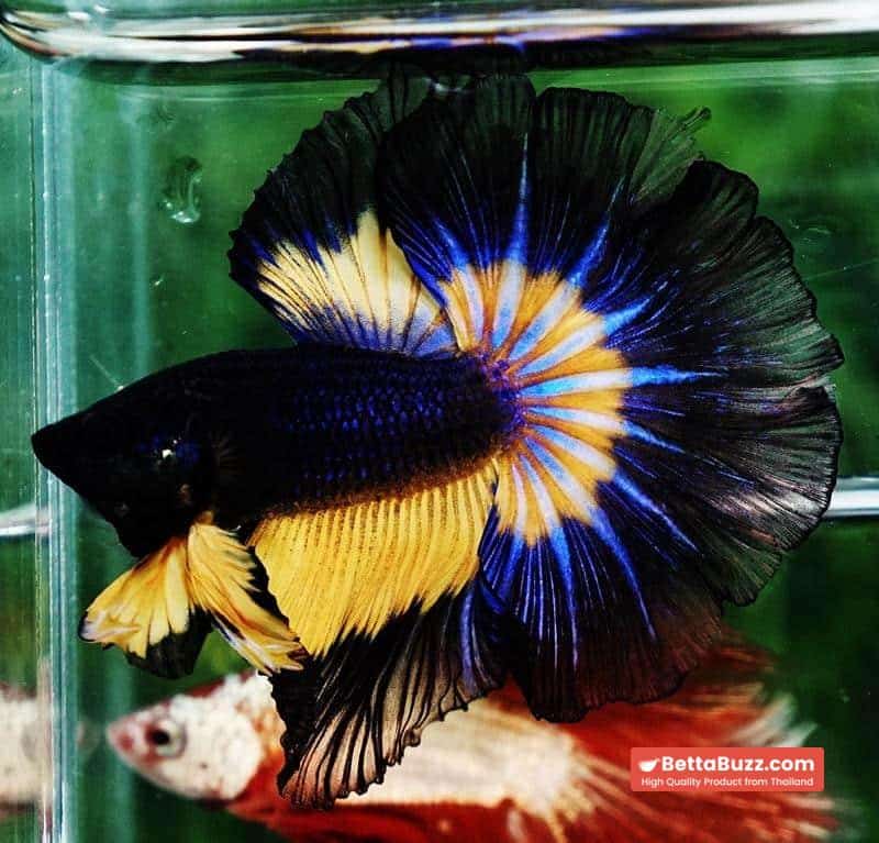 Betta fish OHM Black Blue Pumpkin Butterfly - Image 3