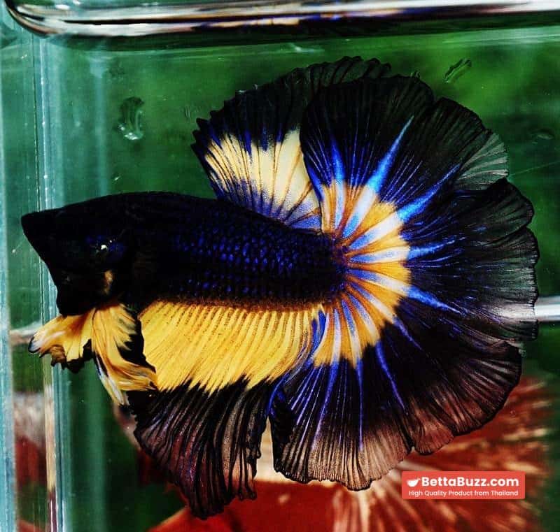 Betta fish OHM Black Blue Pumpkin Butterfly - Image 5