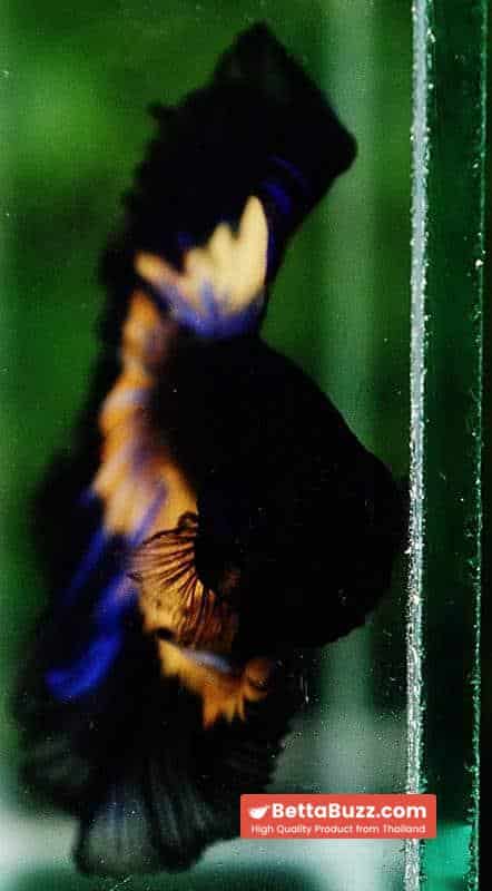 Betta fish OHM Black Blue Pumpkin Butterfly - Image 7