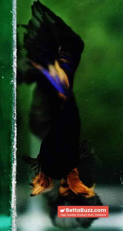 Betta fish OHM Black Blue Pumpkin Butterfly - Image 8