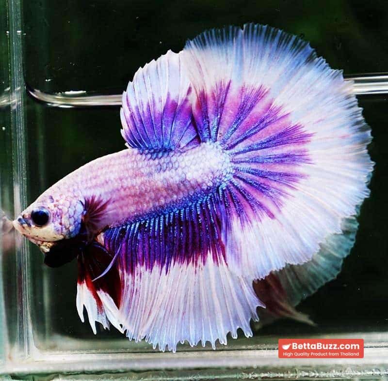 Betta fish OHM Prince of Lavender Butterfly - Image 5