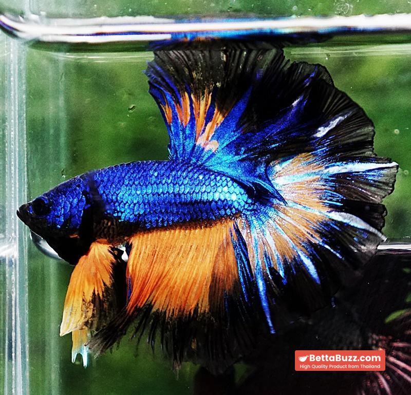 Betta fish OHM Blue Mustard Gas Black Ring Rosetail - Image 3