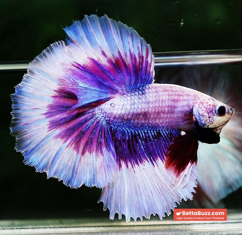 Betta fish OHM Prince of Lavender Butterfly - Image 4