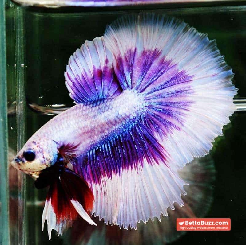 Betta fish OHM Prince of Lavender Butterfly - Image 7