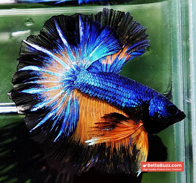 Betta fish OHM Blue Mustard Gas Black Ring Rosetail - Image 2