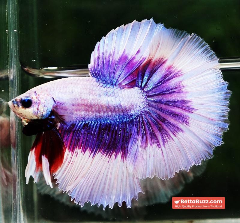 Betta fish OHM Prince of Lavender Butterfly - Image 3