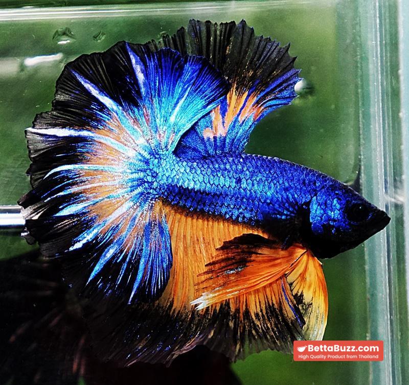 Betta fish OHM Blue Mustard Gas Black Ring Rosetail - Image 4