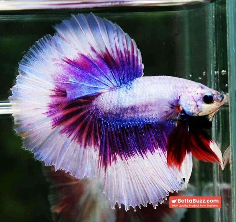 Betta fish OHM Prince of Lavender Butterfly - Image 6