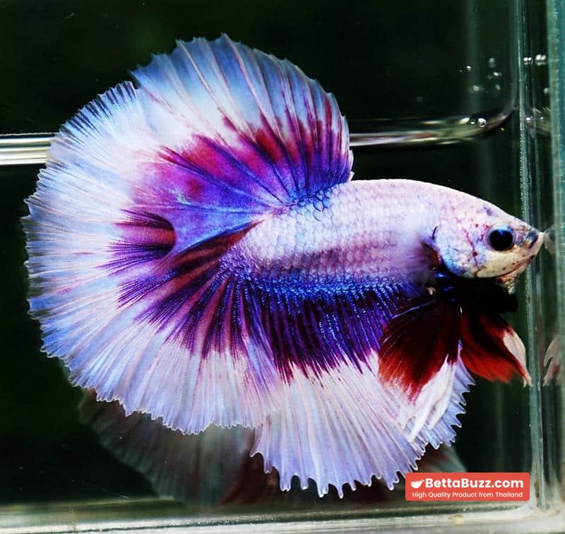 Betta fish OHM Prince of Lavender Butterfly