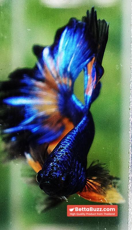 Betta fish OHM Blue Mustard Gas Black Ring Rosetail - Image 5