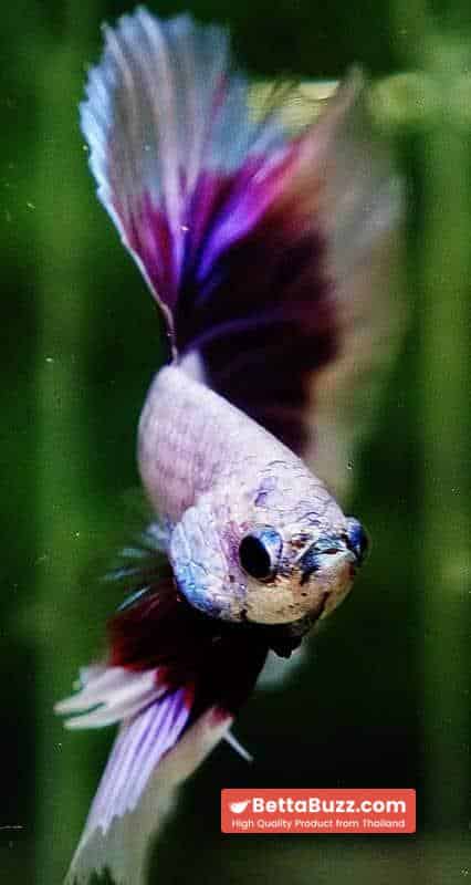Betta fish OHM Prince of Lavender Butterfly - Image 8