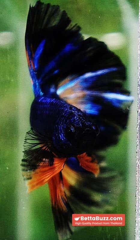 Betta fish OHM Blue Mustard Gas Black Ring Rosetail - Image 6