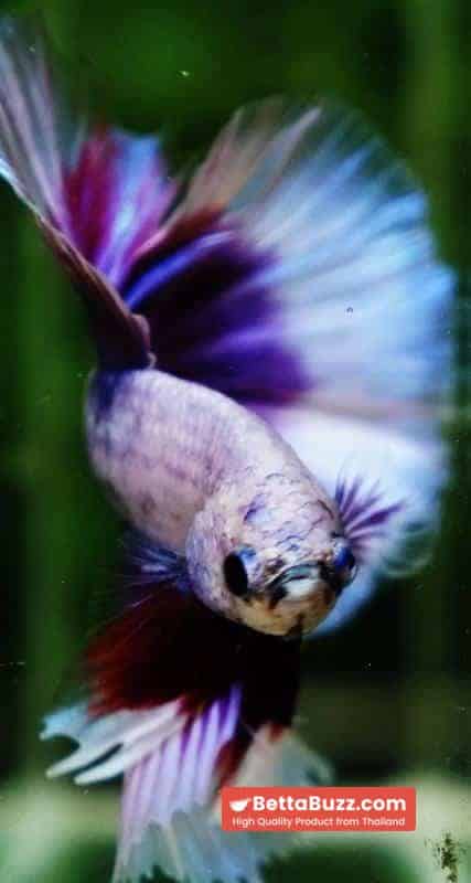 Betta fish OHM Prince of Lavender Butterfly - Image 9