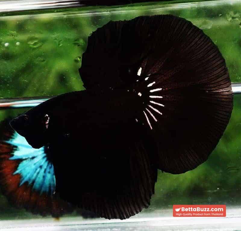 Betta fish HM Shadow Super Black Hole - Image 3