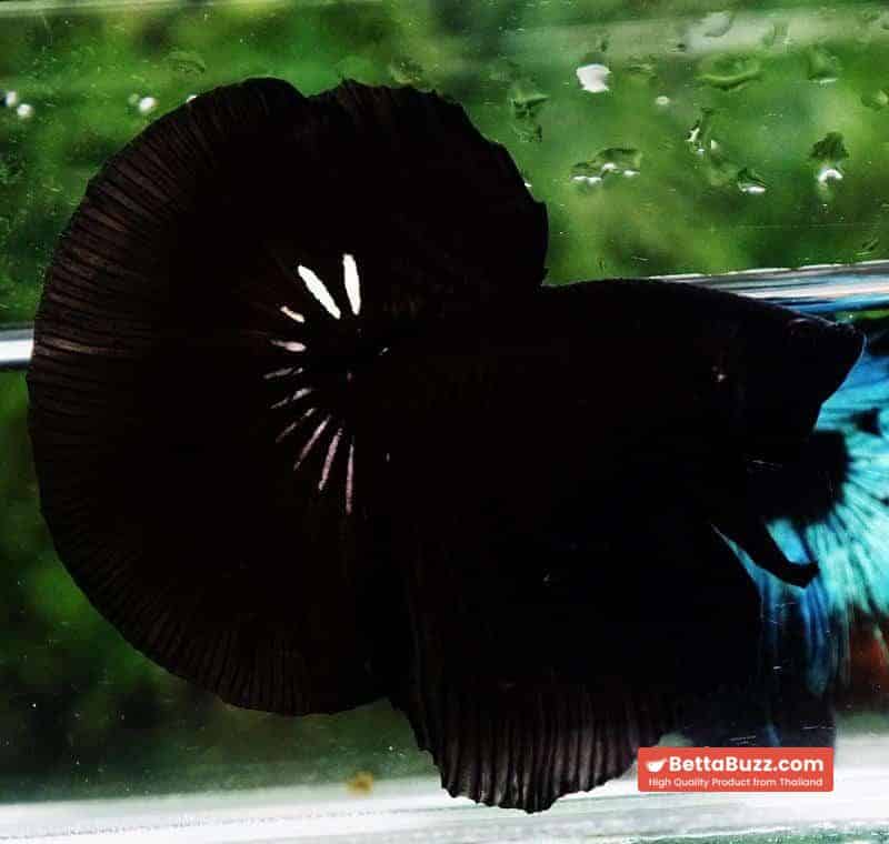Betta fish HM Shadow Super Black Hole - Image 4