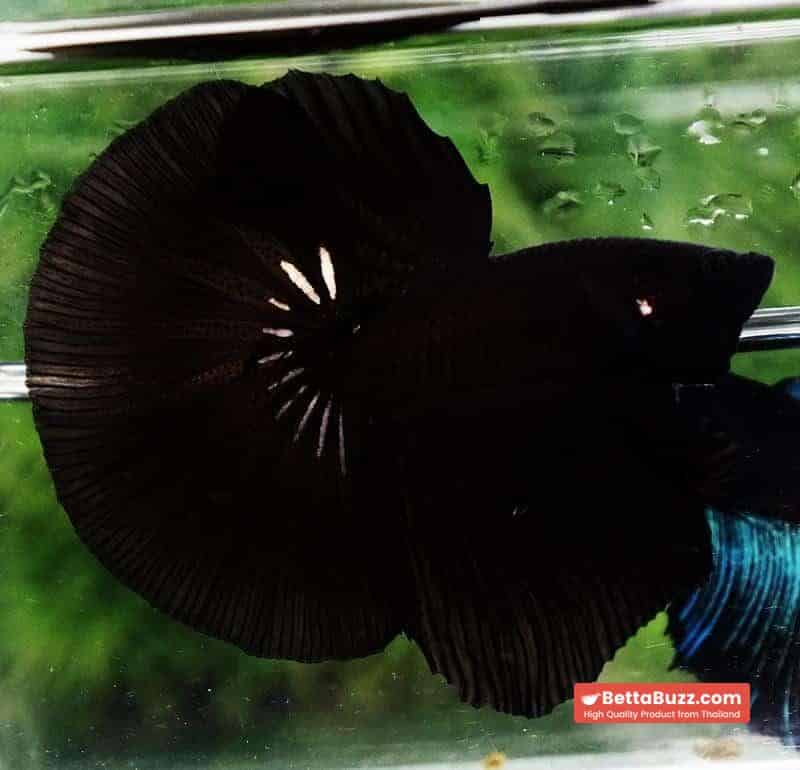 Betta fish HM Shadow Super Black Hole - Image 2
