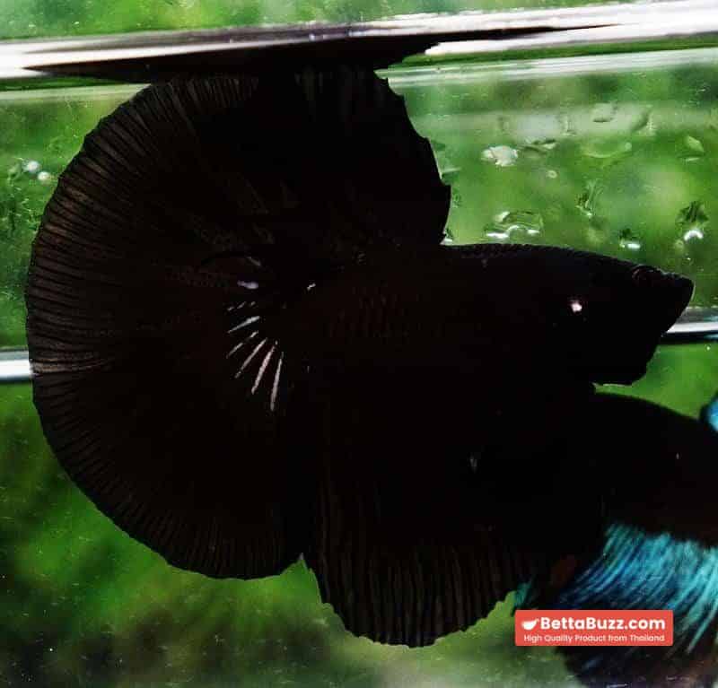 Betta fish HM Shadow Super Black Hole - Image 6