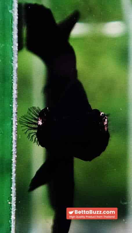 Betta fish HM Shadow Super Black Hole - Image 7
