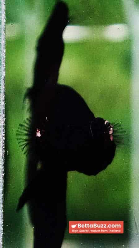 Betta fish HM Shadow Super Black Hole - Image 8