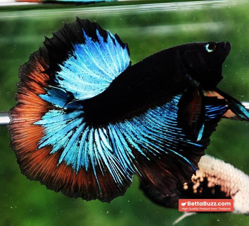 OHM Blue Eyes Black Light Hollow Ring (Legendary) - Image 4