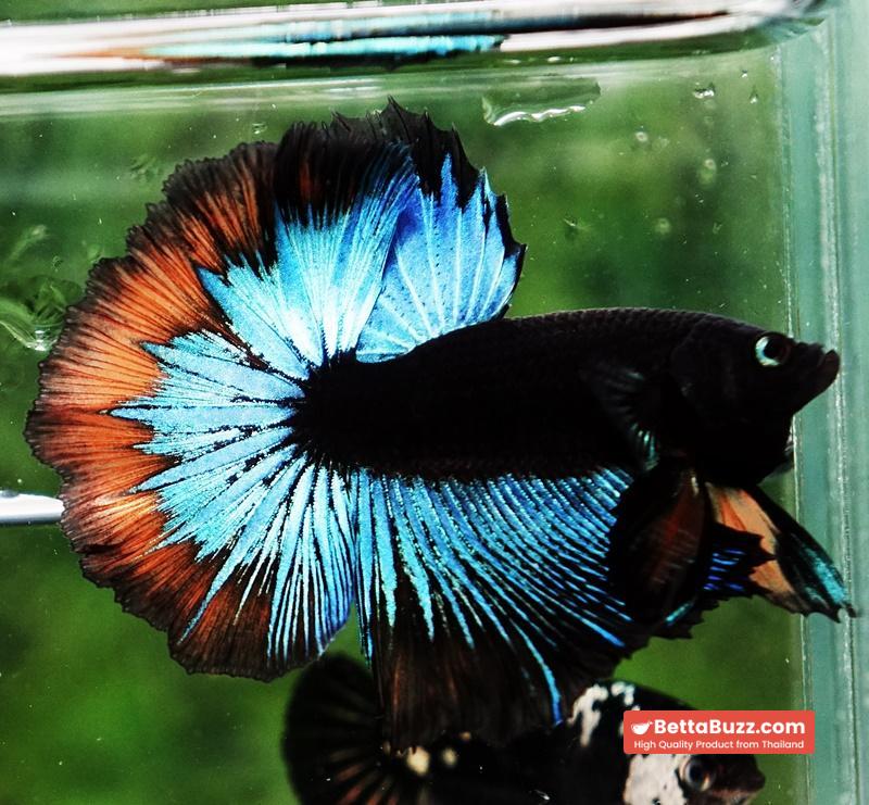 OHM Blue Eyes Black Light Hollow Ring (Legendary) - Image 6