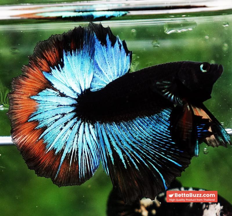 OHM Blue Eyes Black Light Hollow Ring (Legendary) - Image 2