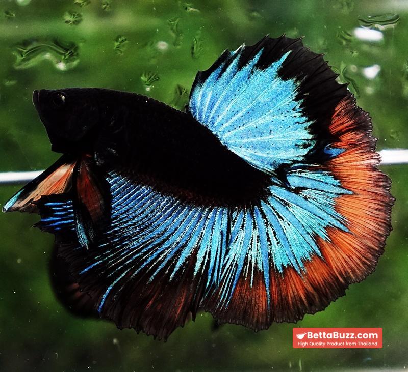 OHM Blue Eyes Black Light Hollow Ring (Legendary) - Image 3