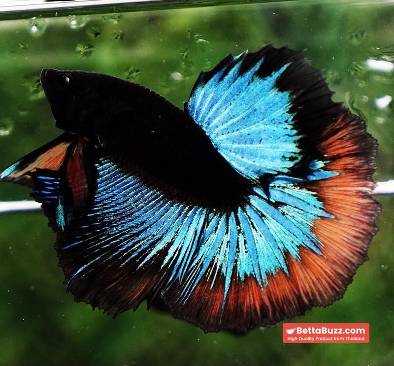 OHM Blue Eyes Black Light Hollow Ring (Legendary) - Image 5