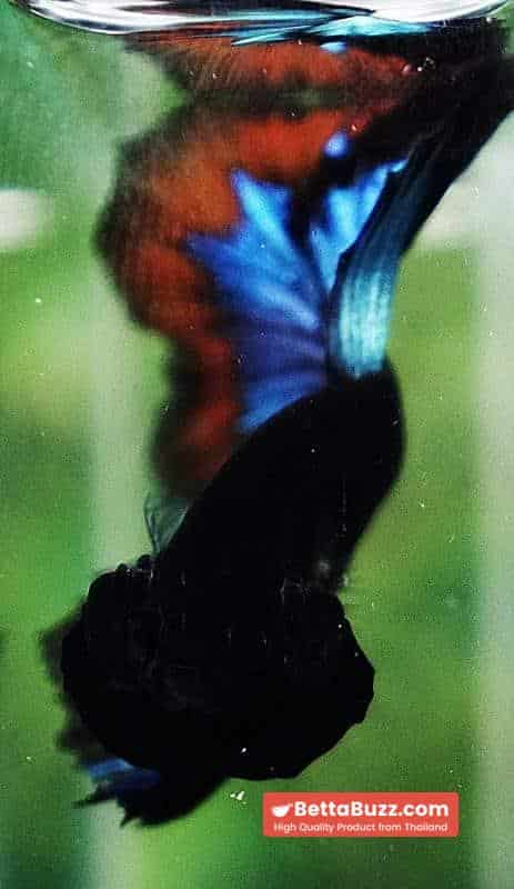 OHM Blue Eyes Black Light Hollow Ring (Legendary) - Image 7