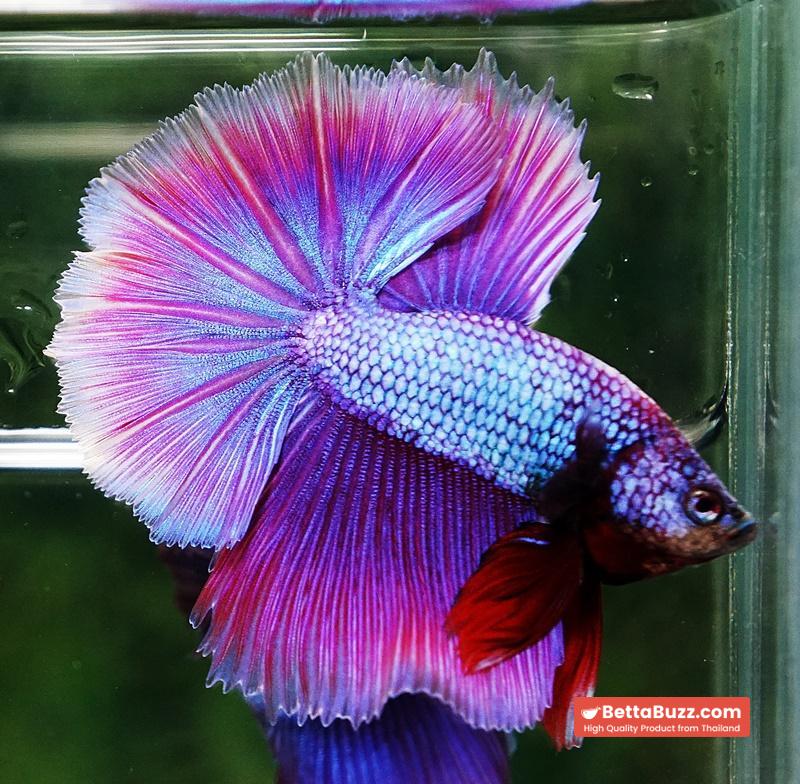 Betta fish Prince Royal Lavender NBT-OHM - Image 3